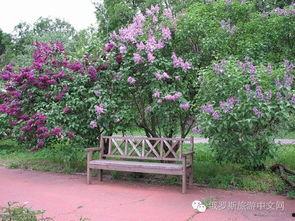 丁香六月激情国产,丁香六月的辉煌篇章  第2张