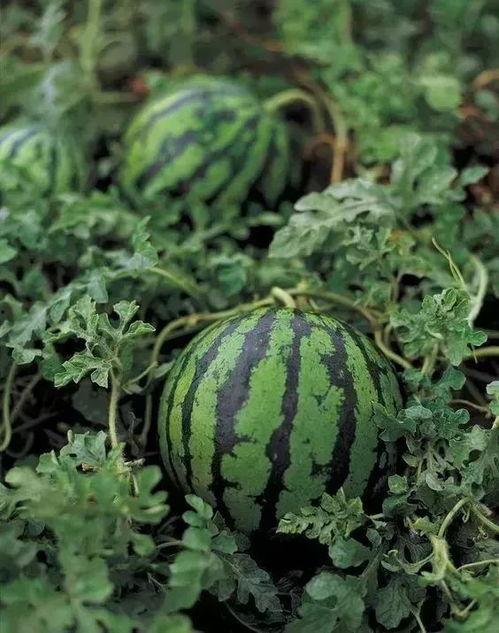 瓜家人在洛杉矶娱乐吃瓜号,瓜家人吃瓜大揭秘